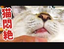 【泣きそう】マッサージに悶絶する猫がかわいすぎる