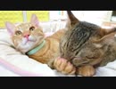 トラねこ5きょうだい（1）4ちゃん ちゅぱちゅぱする