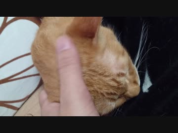 拾いねこ＠生後2360/2327日目　アコさん心配ですねぇ。