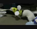 フェレットに蜂の服着せたら、歩き方が変になりました