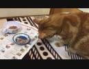 皿が怖くて手で食べるネコ