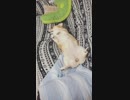 【しっぽ】いくらなんでもリラックスし過ぎなコーギーさん【corgi】
