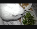 ハムスター飼いました。その54～晩くんと雪くん、病院に行く～
