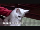 【生後087~093日】伊勢'sの体重測定【蒼民家の猫々】