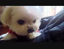ど根性マルチーズ ひたすらネムネム編