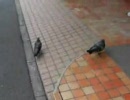 鳩を追いかけてみた