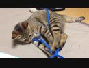 仔猫と生活#53「夢中になりすぎて」