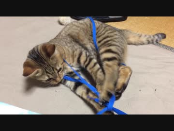 仔猫と生活#53「夢中になりすぎて」