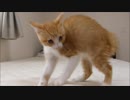 見たこともないポーズで威嚇してくる子猫ルゥ君(=^・^=)