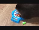 ほじくりまくるカワウソ