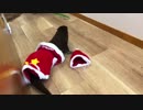 一瞬だけサンタ気分なカワウソ