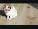 野良猫の仔猫