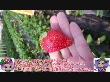 本気農業　「いちご」つくって400万稼ぐ　その16 ゆっくり解説