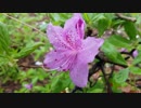 Close-Up Video of Wet Flower　竹崎伸一郎