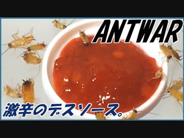激辛デスソースをアリとゴキブリにあげてみた。