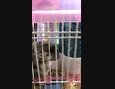 無我夢中でヒマワリの種