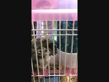 無我夢中でヒマワリの種