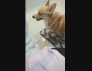 【しっぽ】引っ張って欲しいコーギーさん【corgi】