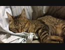 仔猫と生活#54「眠気に勝てないタタルさん」