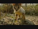 Jungle cat