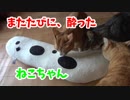 またたびに酔ったにゃんず達。