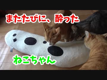 またたびに酔ったにゃんず達。