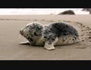 Seal On The Beach　＠　嶋田貴弘