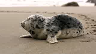 Seal On The Beach　＠　嶋田貴弘