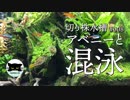 【切り株水槽#8】アベニーパファーと混泳する熱帯魚