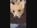 【しっぽ】ぼーっとするコーギーさん【corgi】