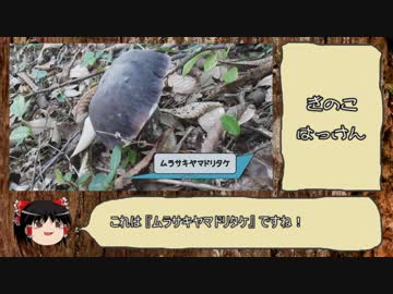 【ゆっくり実況】　きのこ狩り2018　その6