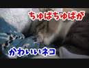 ちゅぱちゅぱ猫誠がかわいい