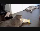 【モアクリ】 またたびの後
