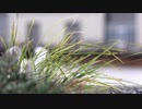 『神戸克明』Grass