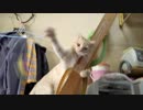 猫パンチしてる(=^･ω･^)ﾉ☆ヤンチャ♂猫３才４ヶ月