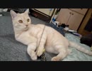 宙返りしてる(=^･ω･^)ﾉ☆ヤンチャ♂猫３才４ヶ月