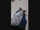 膝上と猫じゃらし