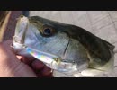【ゆっくり実況？】ゆっくりまったり魚釣り【Vol.16】