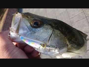 【ゆっくり実況？】ゆっくりまったり魚釣り【Vol.16】