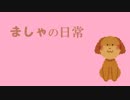 ましゃの日常～ボールで遊びたい編～
