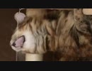 自動ねこ釣り堀…
