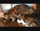 相手のお皿(ごはん)を奪う猫