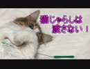 破壊される猫じゃらし