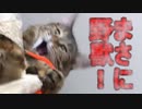 猫釣り堀