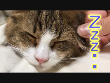 超リラックスな猫