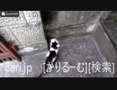 2018年12月9日猫ハナ(はな)の動画。1812091203KVID0250logo