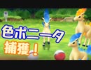 【実況】色違いポニータとたわむれる Let's Go! イーブイ【ピカブイ】
