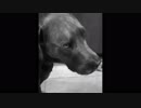 Seiso Dog