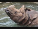 もの凄く元気なインドサイのビクラム君(多摩動物公園)