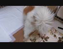 もこもこなワンコ（パピヨン）のおしりとしっぽ